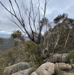 Eucalyptus sieberi at Namadgi National Park - 13 Aug 2023