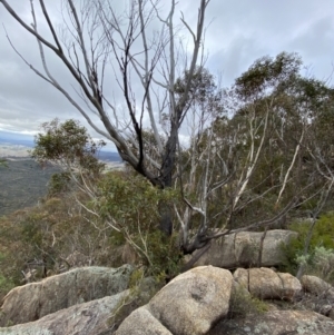 Eucalyptus sieberi at Namadgi National Park - 13 Aug 2023