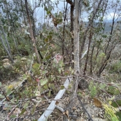 Eucalyptus nortonii (Large-flowered Bundy) at Namadgi National Park - 13 Aug 2023 by Tapirlord