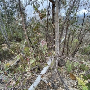 Eucalyptus nortonii at Paddys River, ACT - 13 Aug 2023