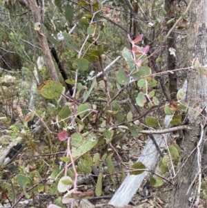 Eucalyptus nortonii at Paddys River, ACT - 13 Aug 2023