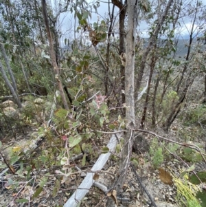 Eucalyptus nortonii at Paddys River, ACT - 13 Aug 2023