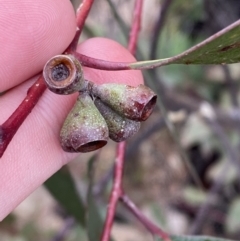 Eucalyptus sieberi at Namadgi National Park - 13 Aug 2023 01:31 PM