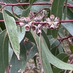 Eucalyptus sieberi at Namadgi National Park - 13 Aug 2023 01:31 PM