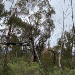 Eucalyptus sieberi at Namadgi National Park - 13 Aug 2023