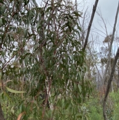 Eucalyptus sieberi at Namadgi National Park - 13 Aug 2023 01:31 PM