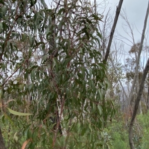 Eucalyptus sieberi at Namadgi National Park - 13 Aug 2023 01:31 PM