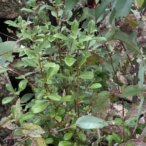 Coprosma hirtella at Paddys River, ACT - 13 Aug 2023