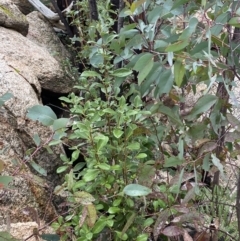 Coprosma hirtella at Paddys River, ACT - 13 Aug 2023