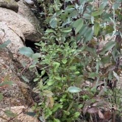 Coprosma hirtella at Paddys River, ACT - 13 Aug 2023