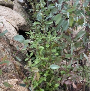 Coprosma hirtella at Paddys River, ACT - 13 Aug 2023