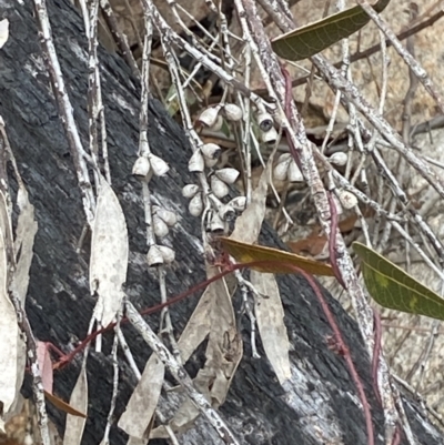 Eucalyptus sieberi (Silvertop Ash) at Paddys River, ACT - 13 Aug 2023 by Tapirlord