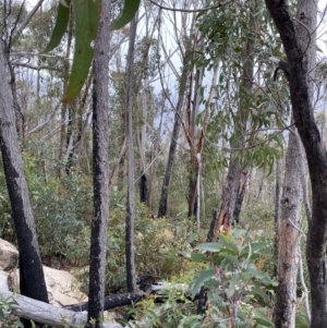 Eucalyptus sieberi at Paddys River, ACT - 13 Aug 2023