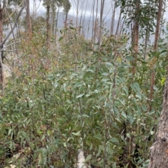 Eucalyptus sieberi at Paddys River, ACT - 13 Aug 2023