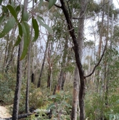 Eucalyptus sieberi at Paddys River, ACT - 13 Aug 2023