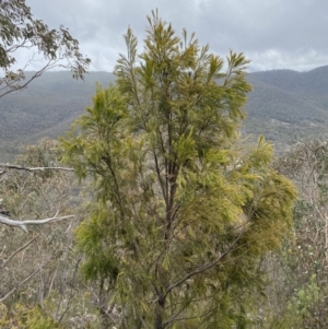 Exocarpos cupressiformis at Paddys River, ACT - 13 Aug 2023