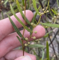 Acacia verniciflua (Varnish Wattle) at Paddys River, ACT - 13 Aug 2023 by Tapirlord