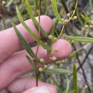 Acacia verniciflua at Paddys River, ACT - 13 Aug 2023