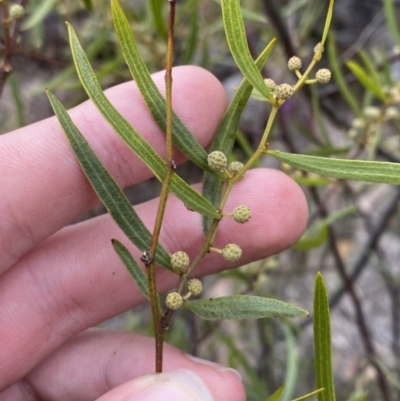 Acacia verniciflua (Varnish Wattle) at Paddys River, ACT - 13 Aug 2023 by Tapirlord