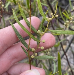 Acacia verniciflua at Paddys River, ACT - 13 Aug 2023