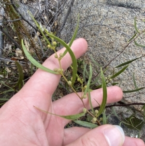 Acacia verniciflua at Paddys River, ACT - 13 Aug 2023