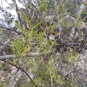 Acacia verniciflua at Paddys River, ACT - 13 Aug 2023