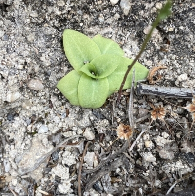 Oligochaetochilus sp. (A Rustyhood Orchid) at Paddys River, ACT - 13 Aug 2023 by Tapirlord