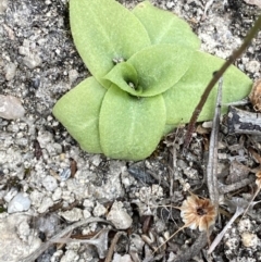 Oligochaetochilus sp. at Paddys River, ACT - 13 Aug 2023