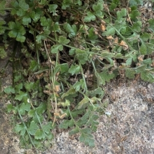 Asplenium subglandulosum at Paddys River, ACT - 13 Aug 2023