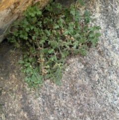 Asplenium subglandulosum at Paddys River, ACT - 13 Aug 2023