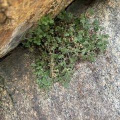 Asplenium subglandulosum at Paddys River, ACT - 13 Aug 2023