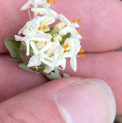 Pimelea linifolia subsp. linifolia (Queen of the Bush, Slender Rice-flower) at Paddys River, ACT - 13 Aug 2023 by Tapirlord