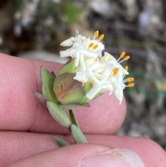 Pimelea linifolia subsp. linifolia at Paddys River, ACT - 13 Aug 2023 12:45 PM