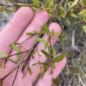 Gaudium brevipes at Paddys River, ACT - 13 Aug 2023