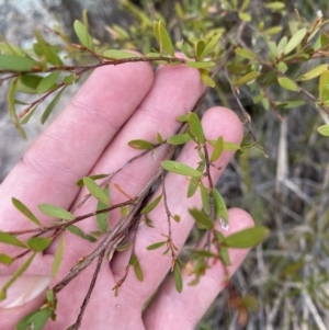 Gaudium brevipes at Paddys River, ACT - 13 Aug 2023