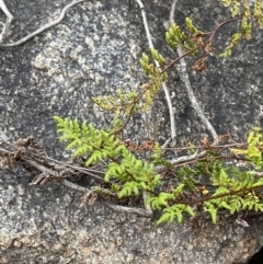 Cheilanthes sieberi subsp. sieberi (Mulga Rock Fern) at Paddys River, ACT - 13 Aug 2023 by Tapirlord