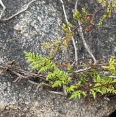 Cheilanthes sieberi subsp. sieberi (Narrow Rock Fern) at Paddys River, ACT - 13 Aug 2023 by Tapirlord