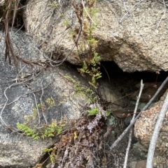 Cheilanthes sieberi subsp. sieberi at Paddys River, ACT - 13 Aug 2023 12:23 PM