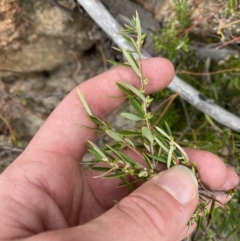 Monotoca scoparia (Broom Heath) at Paddys River, ACT - 13 Aug 2023 by Tapirlord