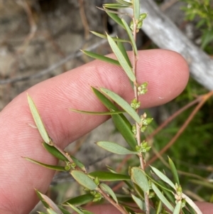 Monotoca scoparia at Paddys River, ACT - 13 Aug 2023 12:19 PM