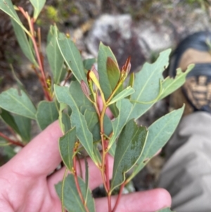 Acacia penninervis var. penninervis at Paddys River, ACT - 13 Aug 2023