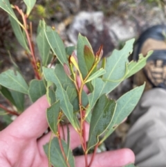 Acacia penninervis var. penninervis (Hickory Wattle) at Paddys River, ACT - 13 Aug 2023 by Tapirlord