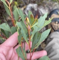 Acacia penninervis var. penninervis at Paddys River, ACT - 13 Aug 2023