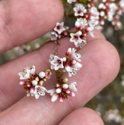 Micromyrtus ciliata (Fringed Heath-myrtle) at Paddys River, ACT - 13 Aug 2023 by Tapirlord