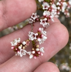 Micromyrtus ciliata (Fringed Heath-myrtle) at Paddys River, ACT - 13 Aug 2023 by Tapirlord