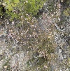 Micromyrtus ciliata at Paddys River, ACT - 13 Aug 2023