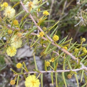 Acacia ulicifolia at Paddys River, ACT - 13 Aug 2023