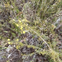 Acacia ulicifolia at Paddys River, ACT - 13 Aug 2023