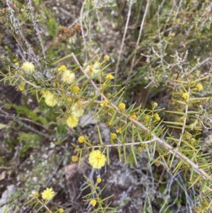 Acacia ulicifolia at Paddys River, ACT - 13 Aug 2023