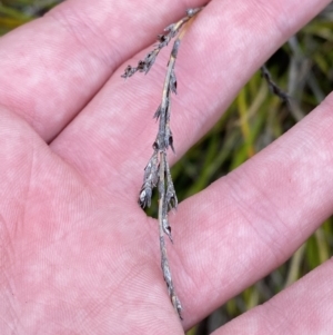 Lepidosperma laterale at Paddys River, ACT - 13 Aug 2023 12:13 PM